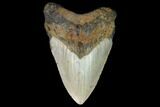 Fossil Megalodon Tooth - North Carolina #124956-1